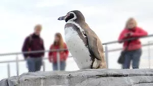 OZEANEUM | weitere Informationen anzeigen