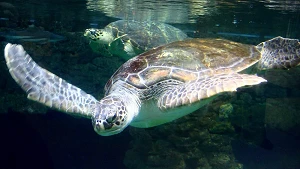 Lederschildkröte „Marlene“