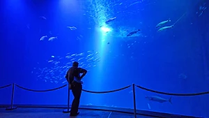 großes Atlantikbecken im OZEANEUM