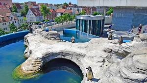 Humboldt-Pinguine auf der Außenanlage