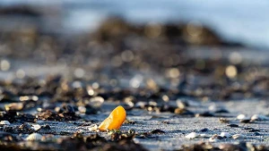 Bernstein am Strand