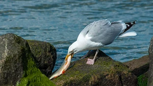 Möwe bevorzugt frischen Fisch