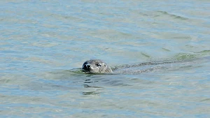 Robbe schwimmt in Strandnähe