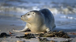 Junge Robbe am Strand