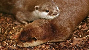 Otter