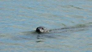 Entspannt eine Runde schwimmen