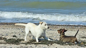 Hundestrand in Warnemünde