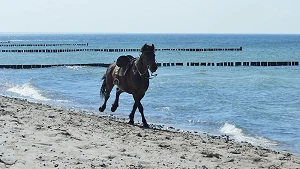 Reiten am Strand