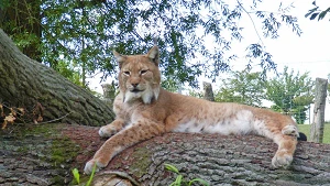 Luchs im historischen Zooteil