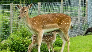 Damhirsche im begehbaren Gehege